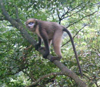 Guizhou Golden Monkey in Tree